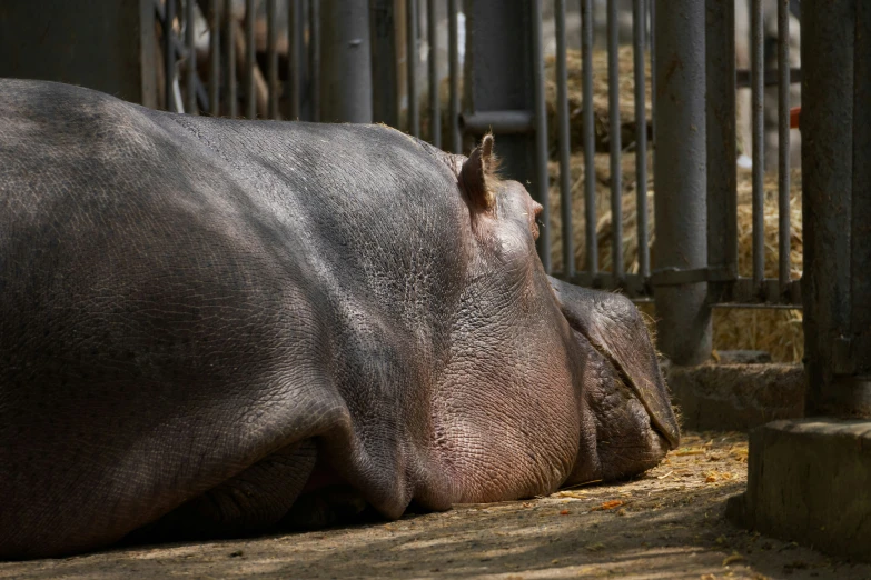 a hippo resting in its cage at the zoo