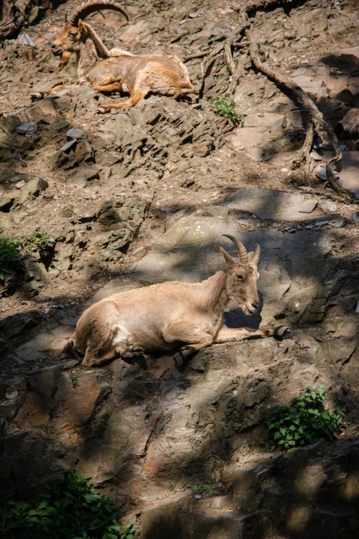 goat resting on rocks looking straight ahead on sunny day