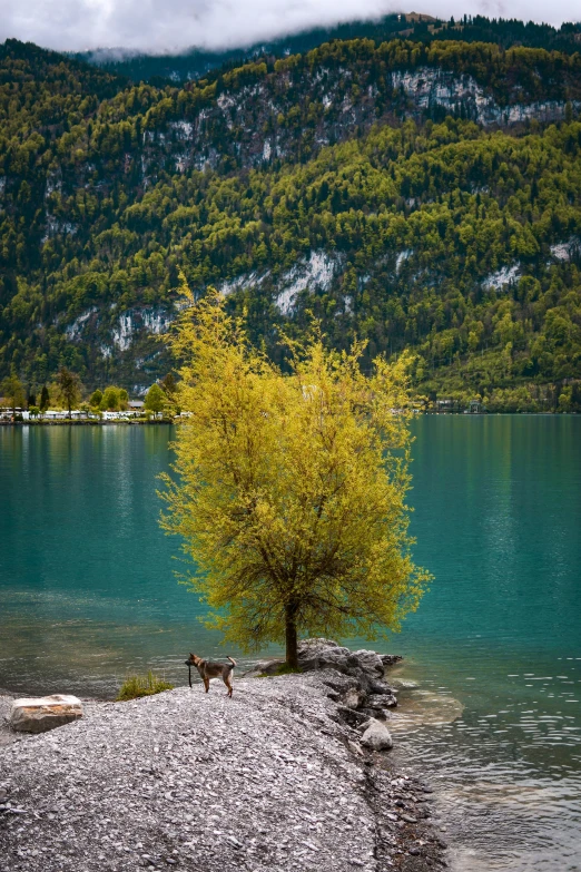 a tree grows near the edge of the lake