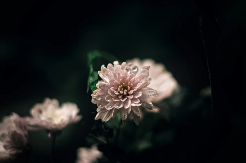 a group of flowers on the ground by themselves