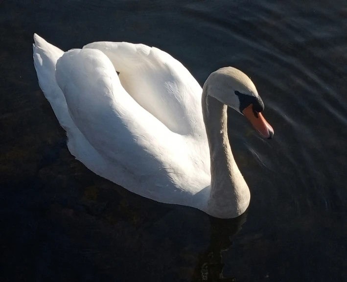 a white swan floating on top of a lake