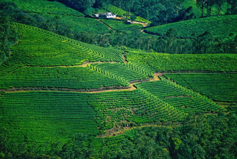 a group of houses on top of lush green hills