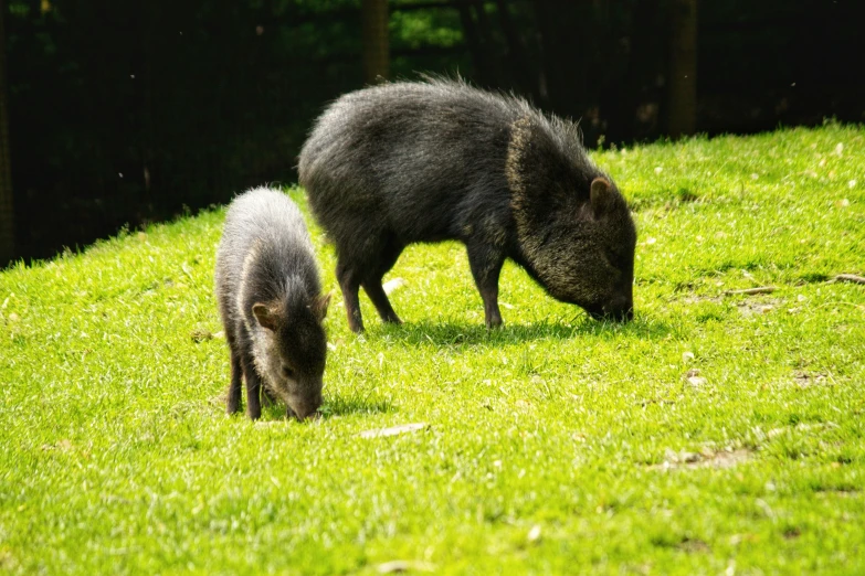 a mother boar and her baby grazing on the grass