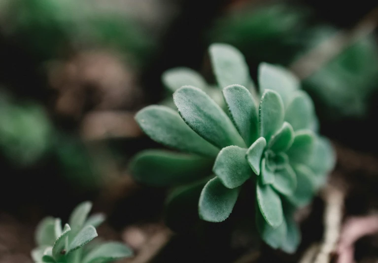 a tiny plant with many green leaves in the ground