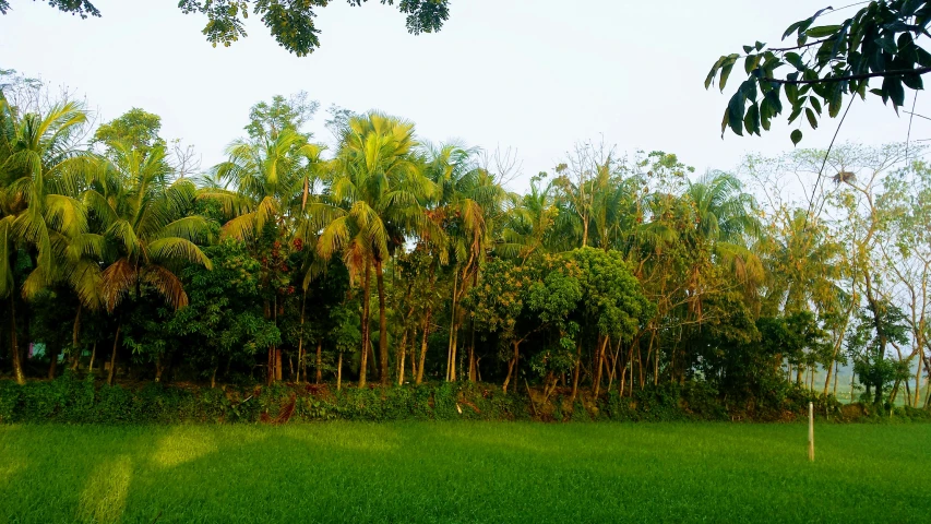 the lush green grass in front of trees