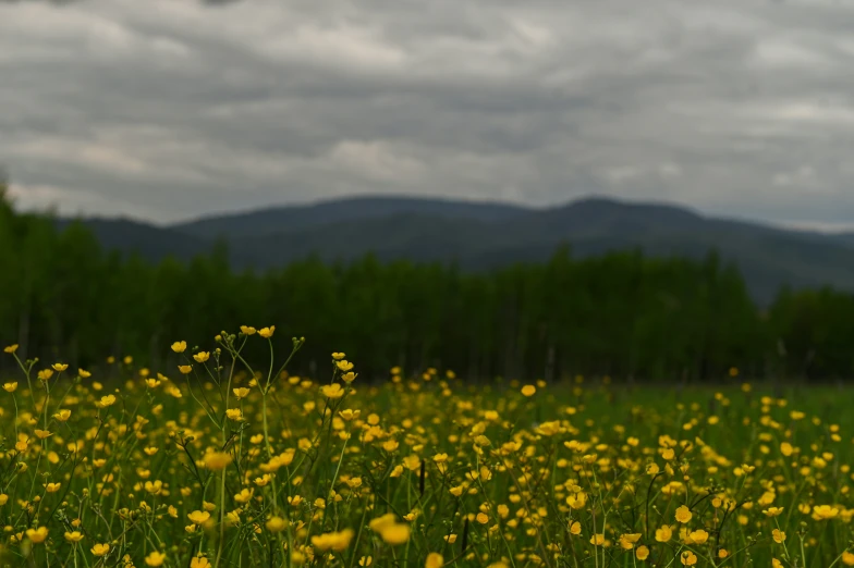 a large field with wildflowers in front of a forest