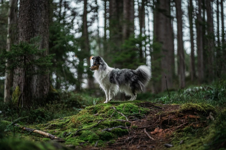a dog standing on top of a lush green hillside