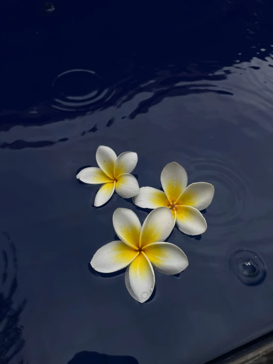 two yellow and white flowers floating on a body of water