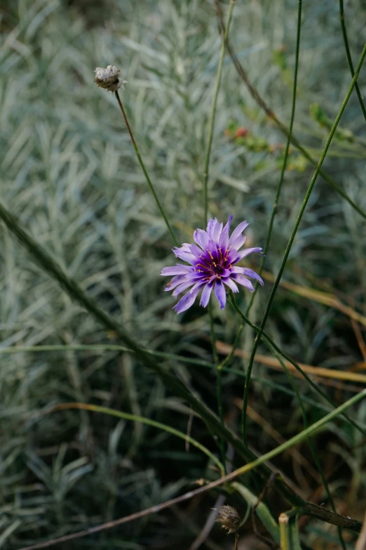 a flower in a field of tall grass