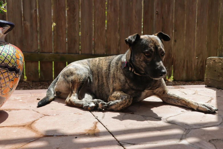 a dog that is laying down on the ground