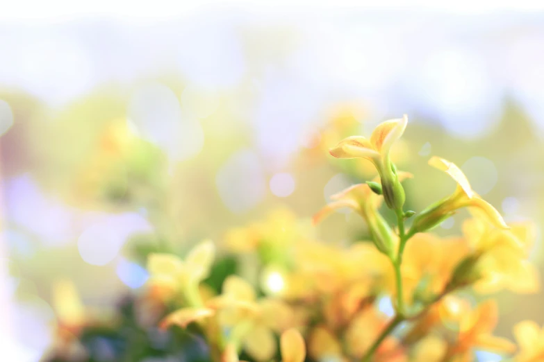 the plant is standing out in front of the window