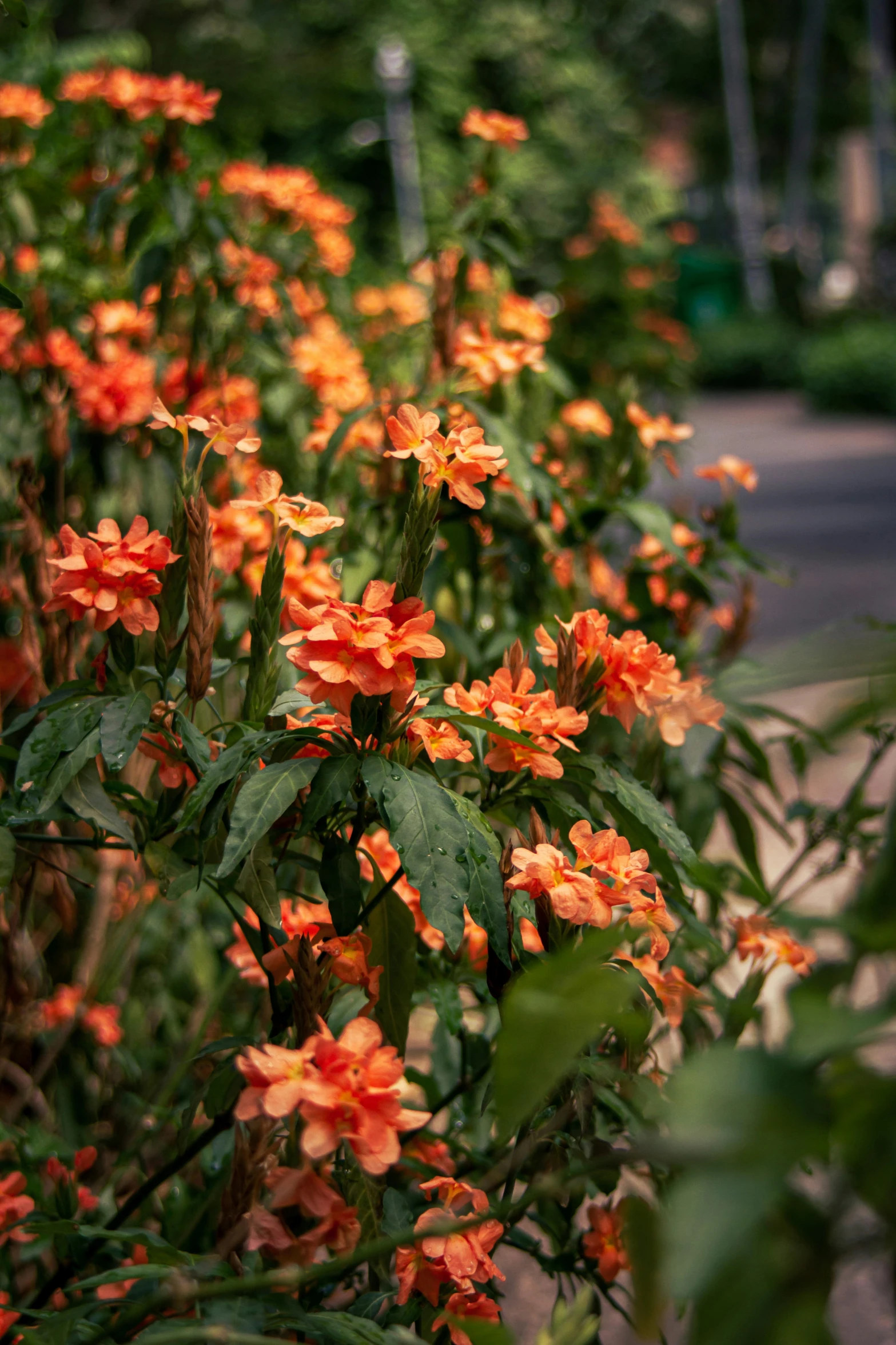 bright orange flowers growing beside a paved road