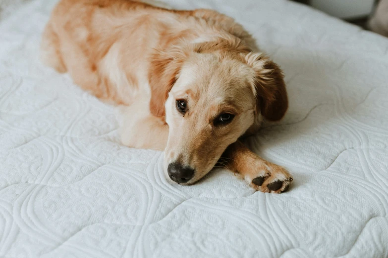 a large brown dog laying on top of a white bed