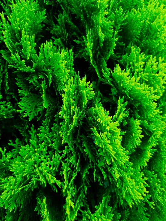 a tree covered with lots of green leaves