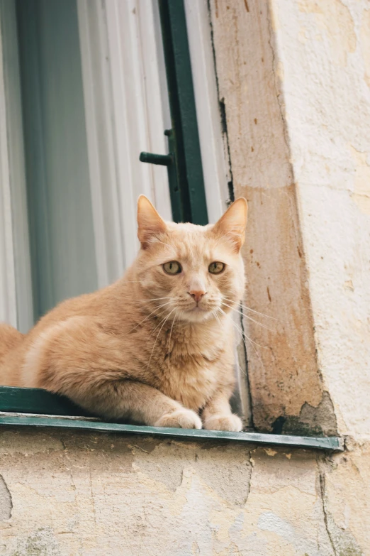 an orange cat sitting in the window sill