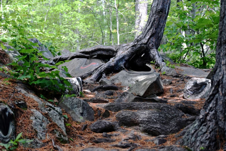 a very large tree that is in the dirt