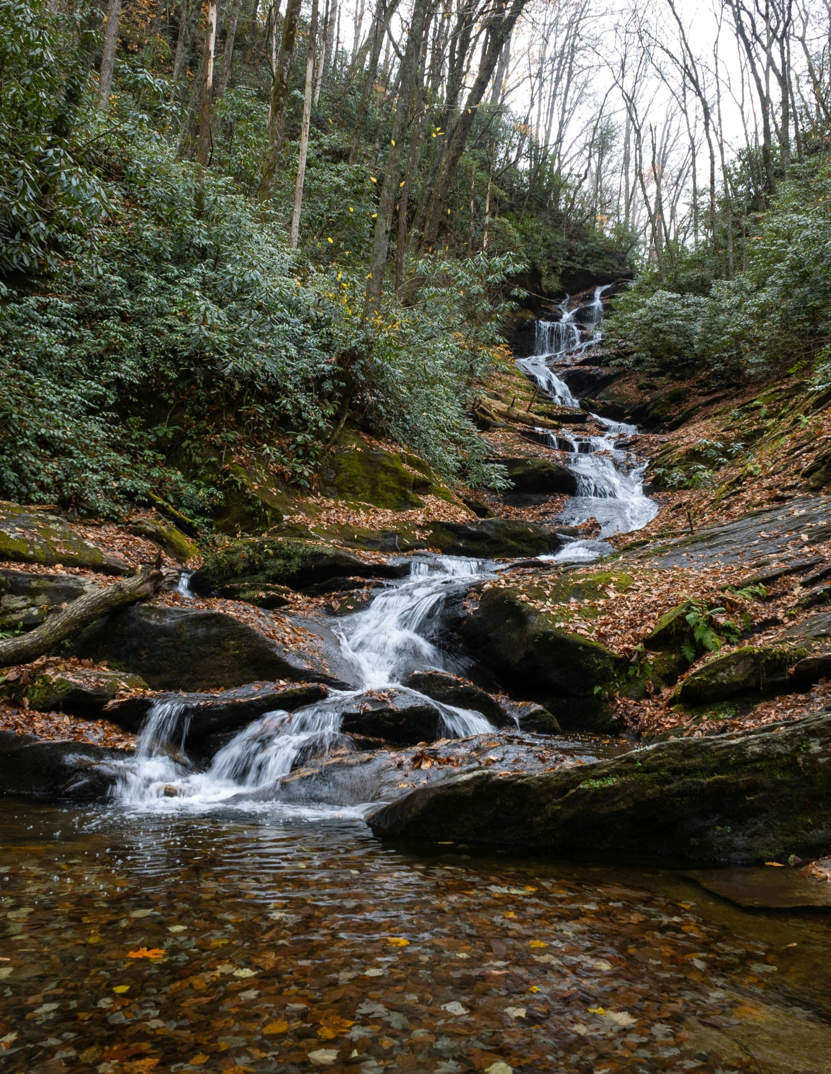 a small waterfall cascades into a creek among foliage and rocks