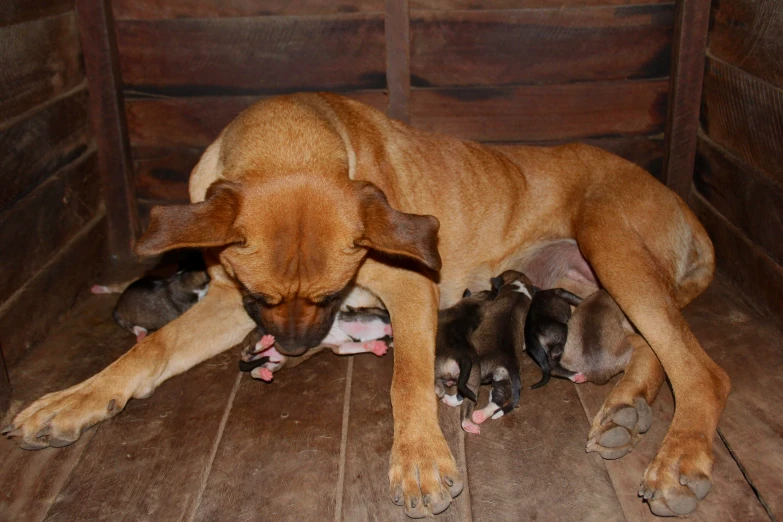 a large dog is laying with its baby puppies