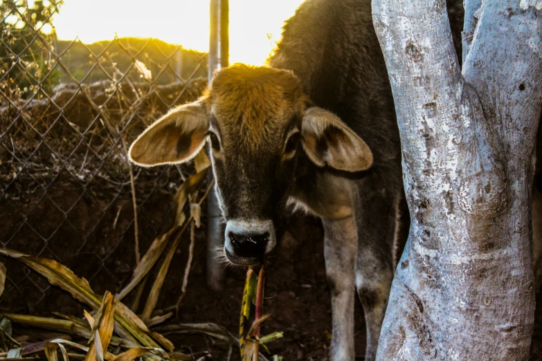 a cow looking behind some fenced in trees