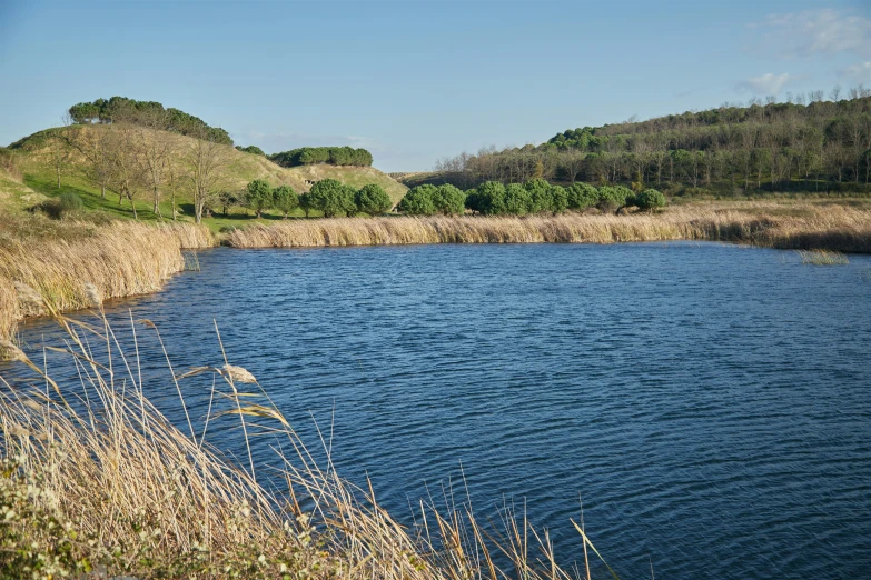 a pond surrounded by some tall grass and some bushes