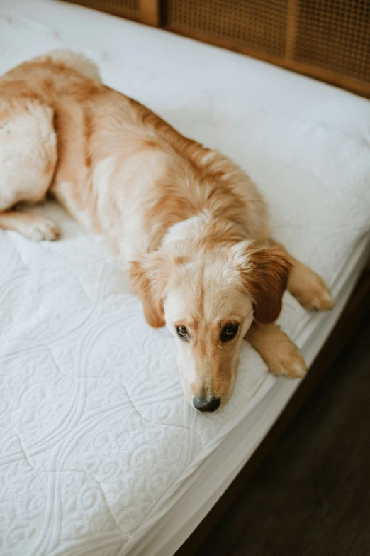 an orange and white dog is on a bed