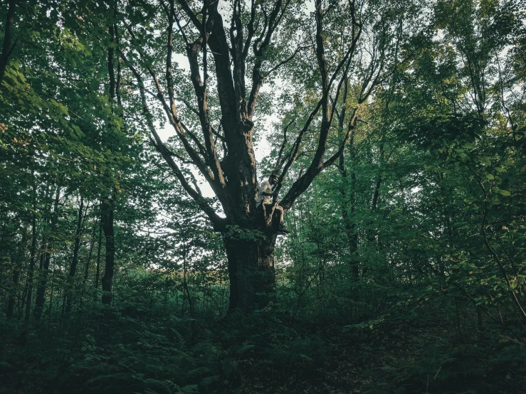 an empty bench sits underneath a tree in the forest