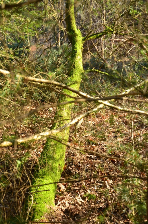 this is a green mossy tree in the woods