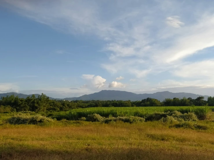 a grassy field with trees and bushes in the distance