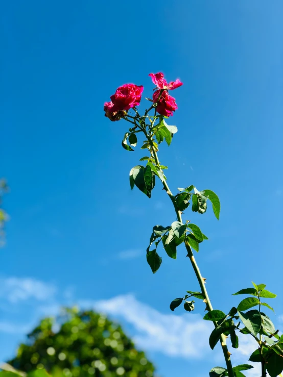 red flowers in front of blue sky and green trees