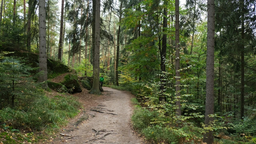 a walk trail in a beautiful forest with green trees