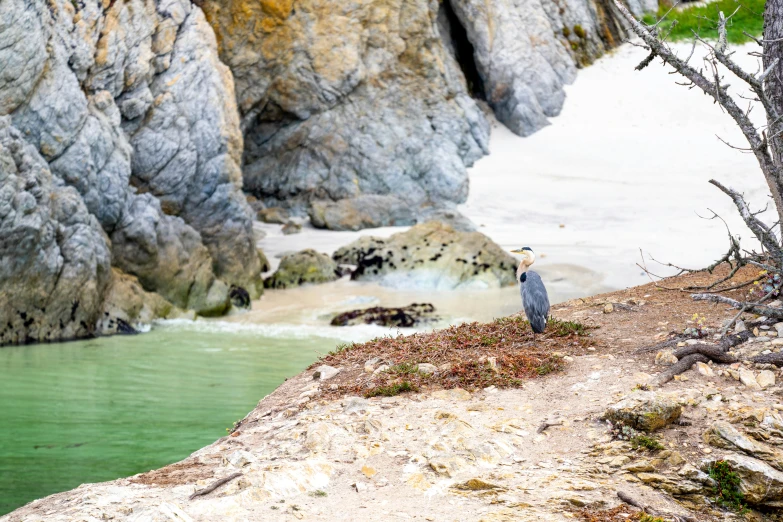 a bird stands on the edge of a cliff overlooking a body of water