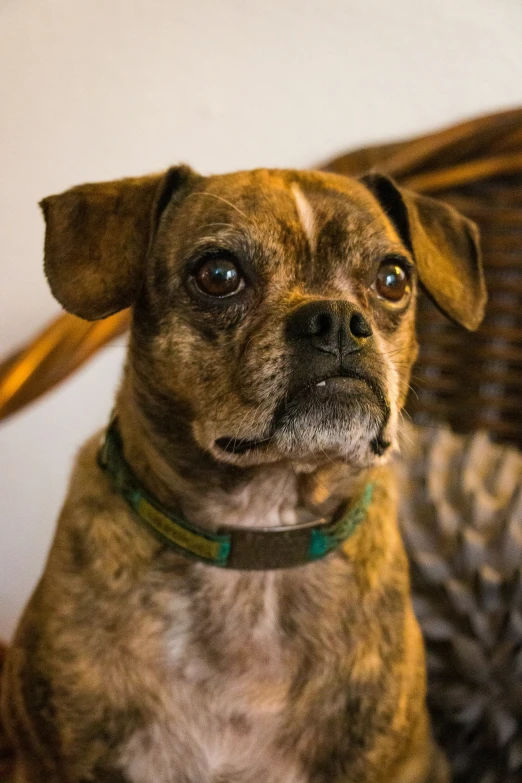 a close up of a dog looking to its left