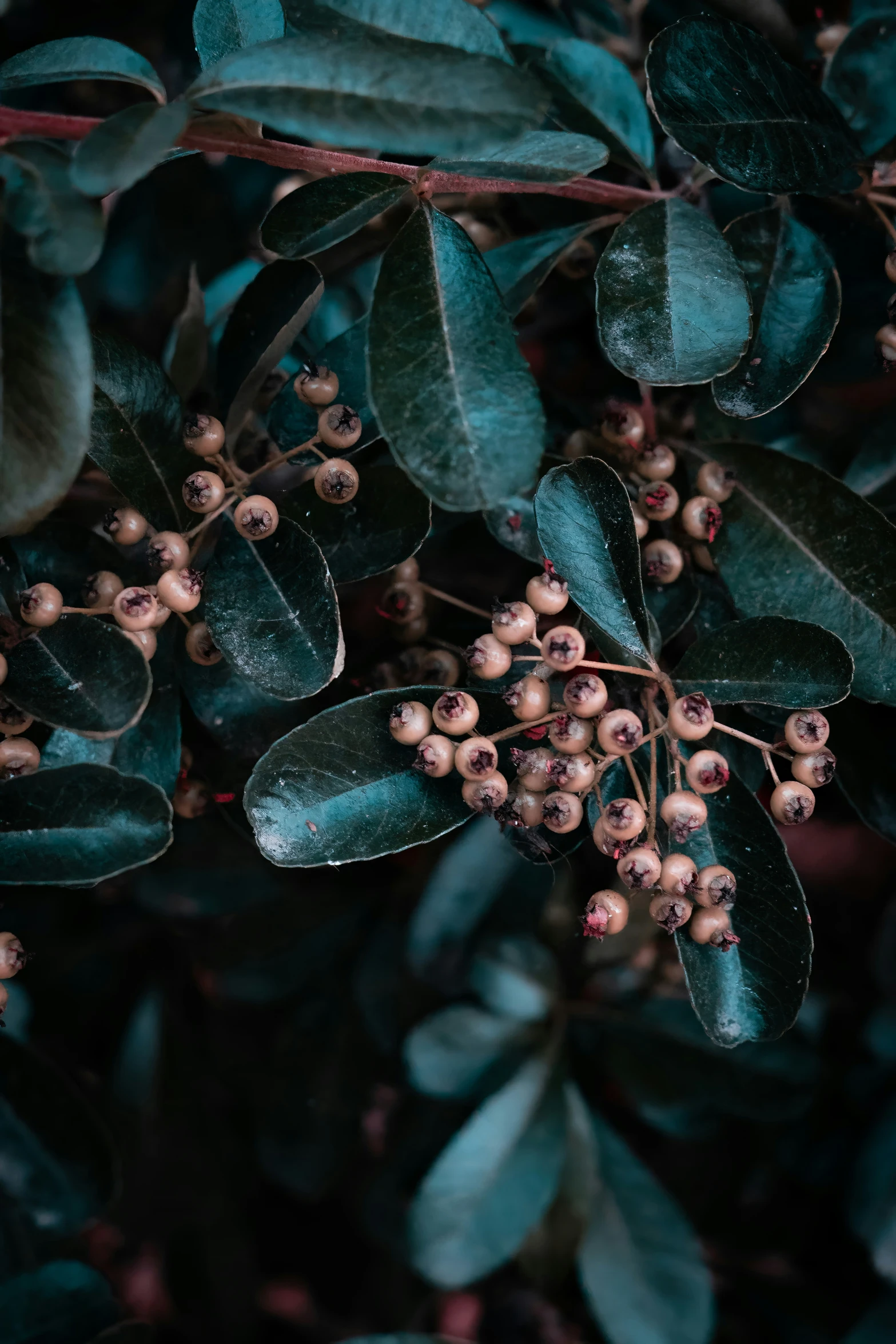 berries are hanging on the nches of a tree