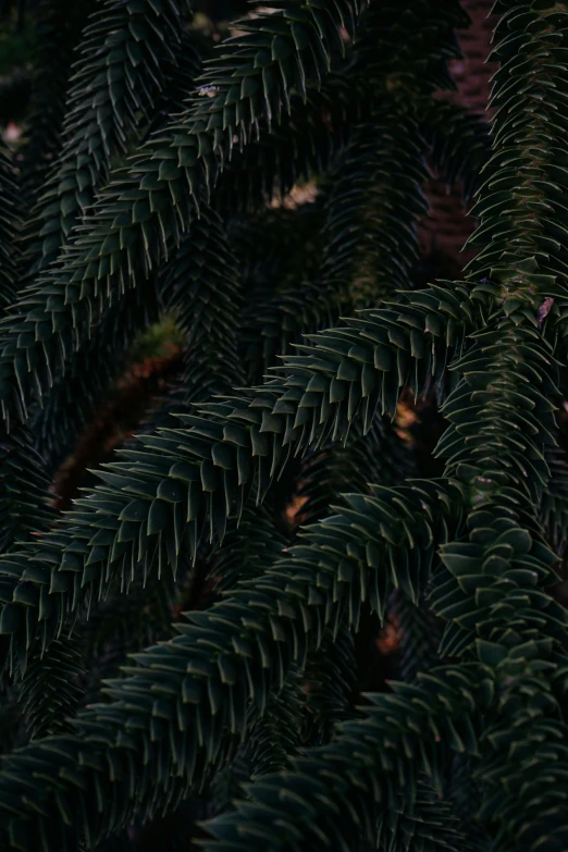 an evergreen tree closeup with green leaves