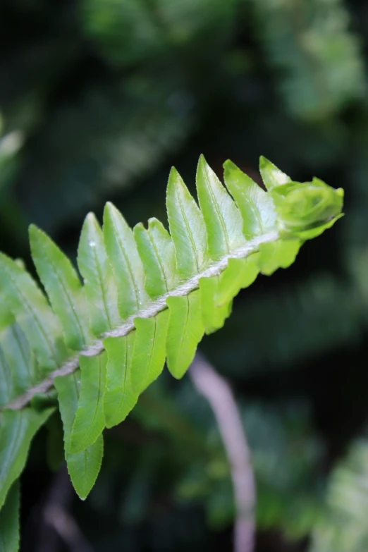 the long green fern leaf has some very small dots of white on it