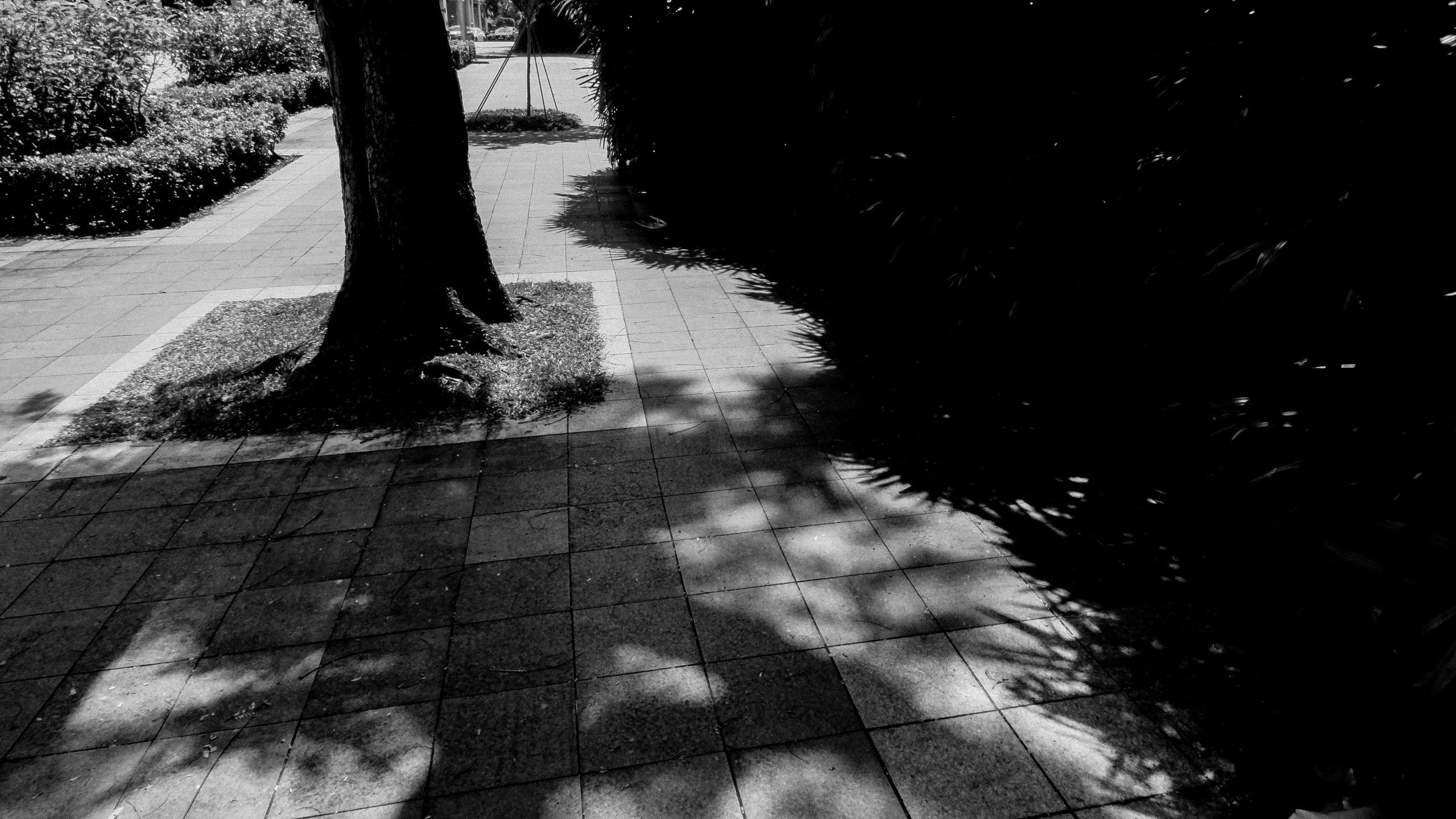 a couple of trees some bushes and a building