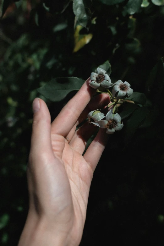 an outstretched hand holding a flower on a tree