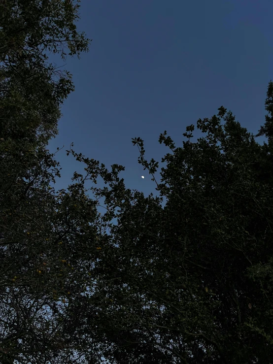 a clock tower towering over trees and moon