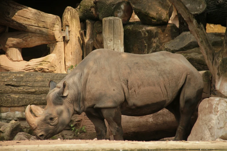 a rhinoceros is standing next to rocks and trees