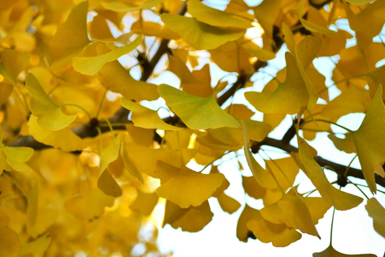 yellow leaves are growing in the nches of a tree