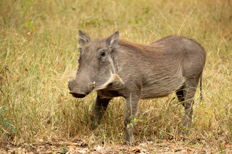 an animal that is standing in the grass