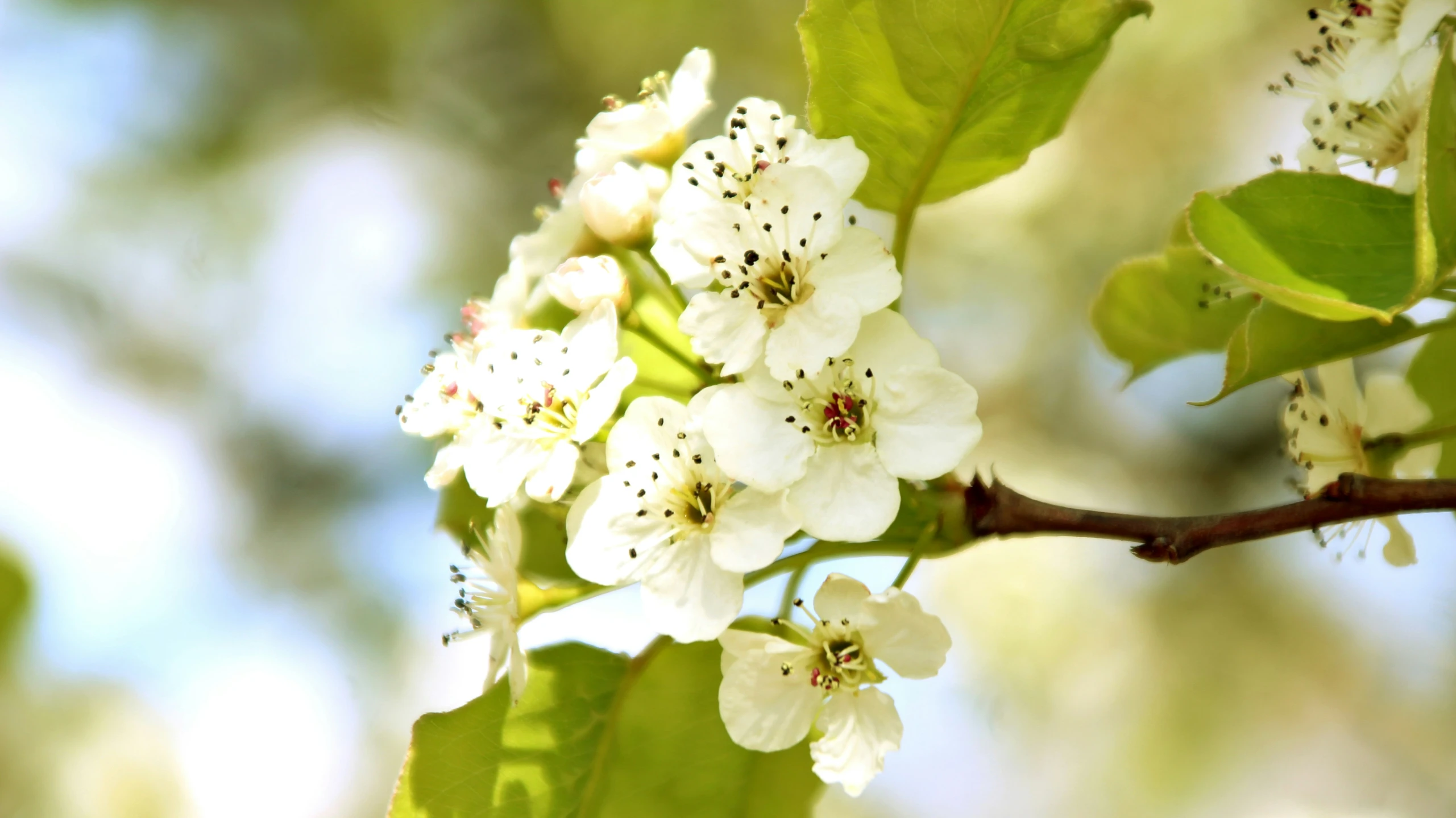 a closeup of an apple blossom growing on an oak tree