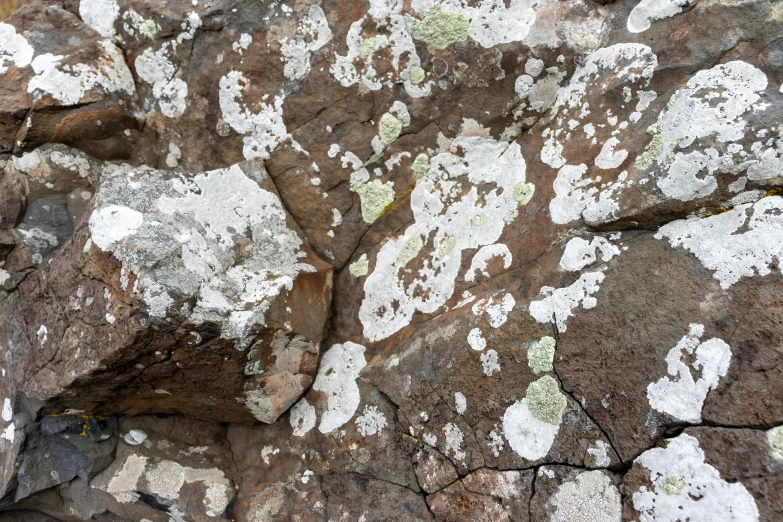 a large rock with small white and gray spots