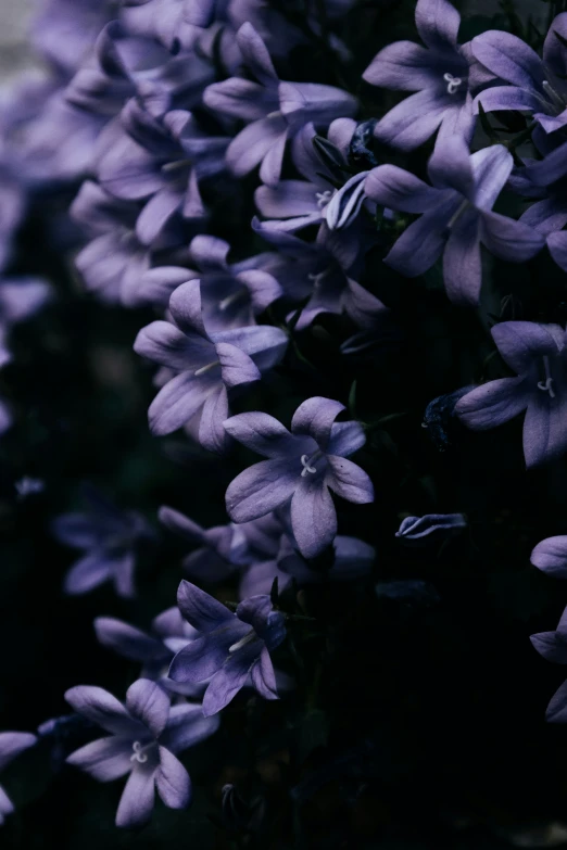 purple flowers are very large and very colorful