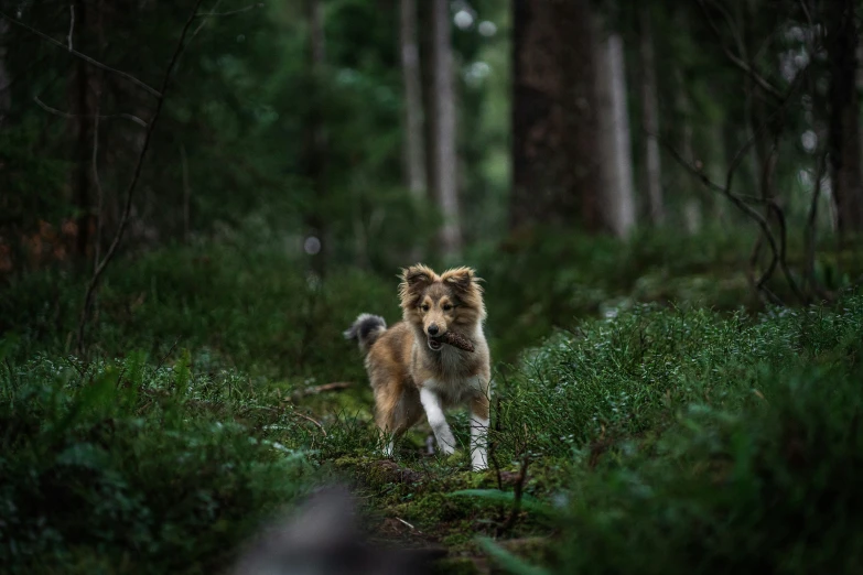 an adorable furry dog is out walking through the woods