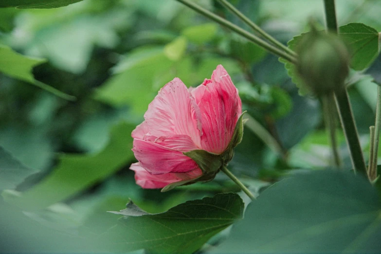 a pink flower on a nch in a green forest