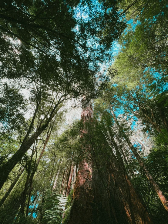 a bunch of tall trees in the forest