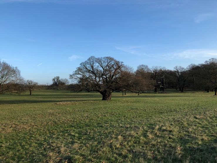 an empty field with trees on both sides