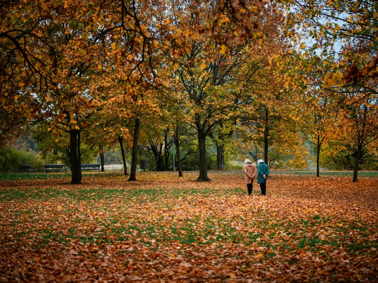 people walking in the park in the fall