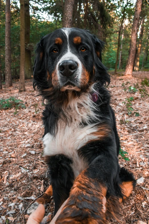 a dog sitting in the forest on top of leaves